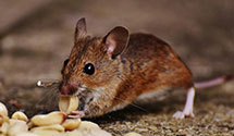 24 Hour & Emergency Exterminators in Toluca Lake, CA